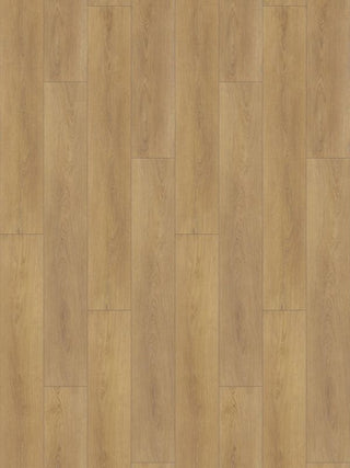 A895 Auckland Oak image 2