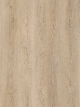 Ivory Forest image 3
